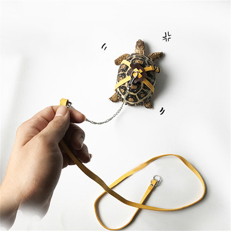 Cintura di Trazione per Tartar - Water Dish Reptile recensione e prezzo