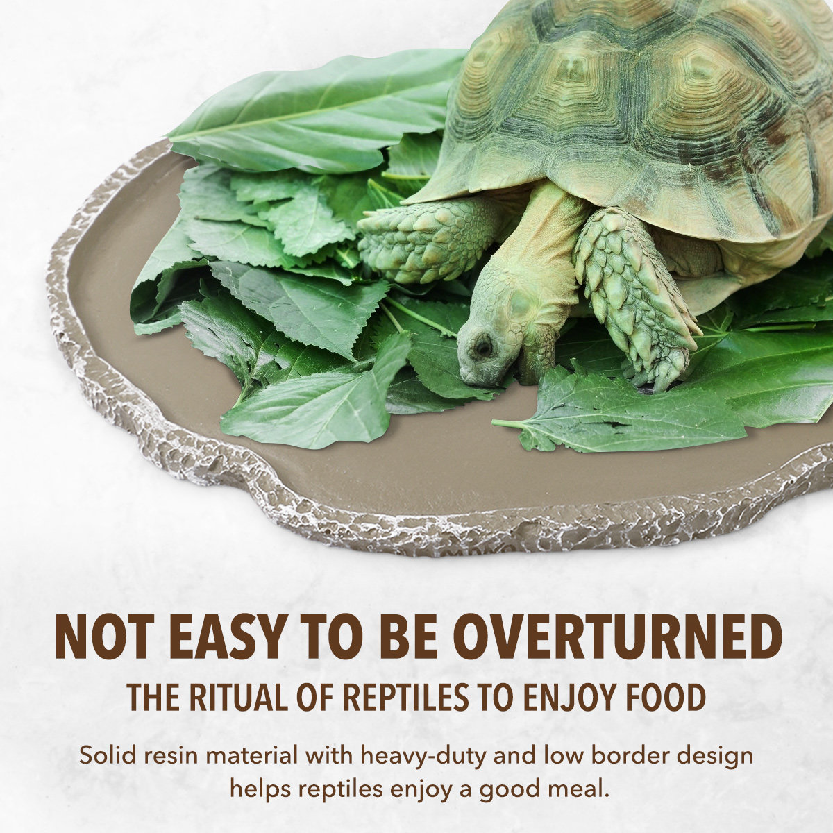 Ciotola per l'alimentazione de - Water Dish Reptile recensione e prezzo